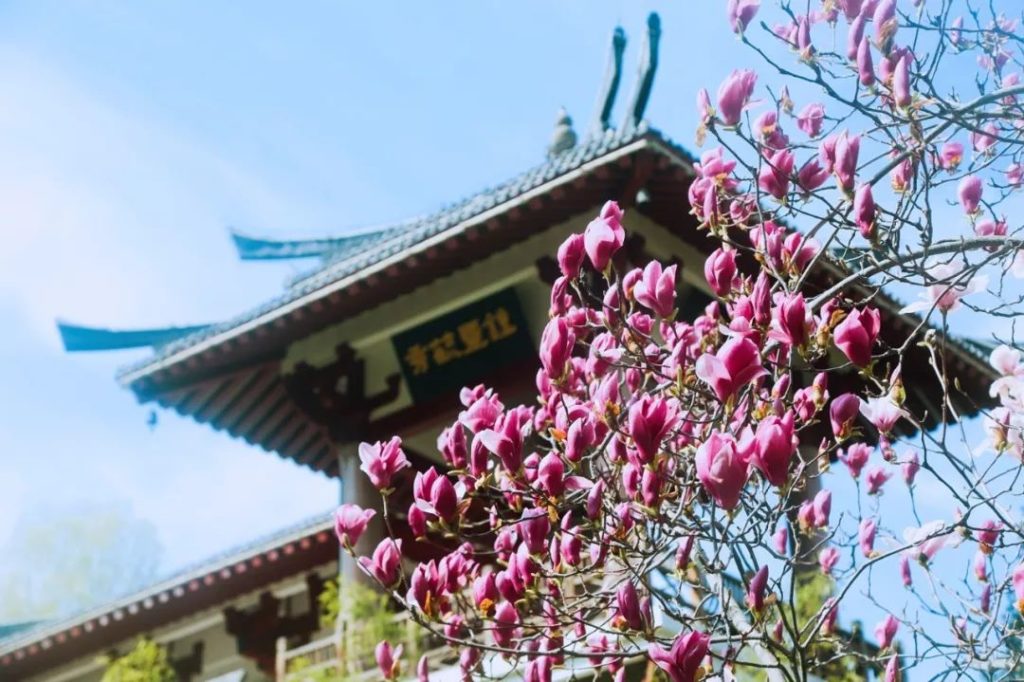 来老君山与春天相遇：冬天从这里夺取的，春天会交还于你