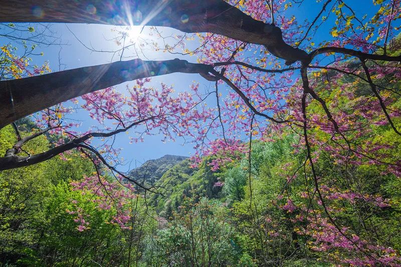 我们在行动|龙峪湾景区五一开园前防疫应急演练