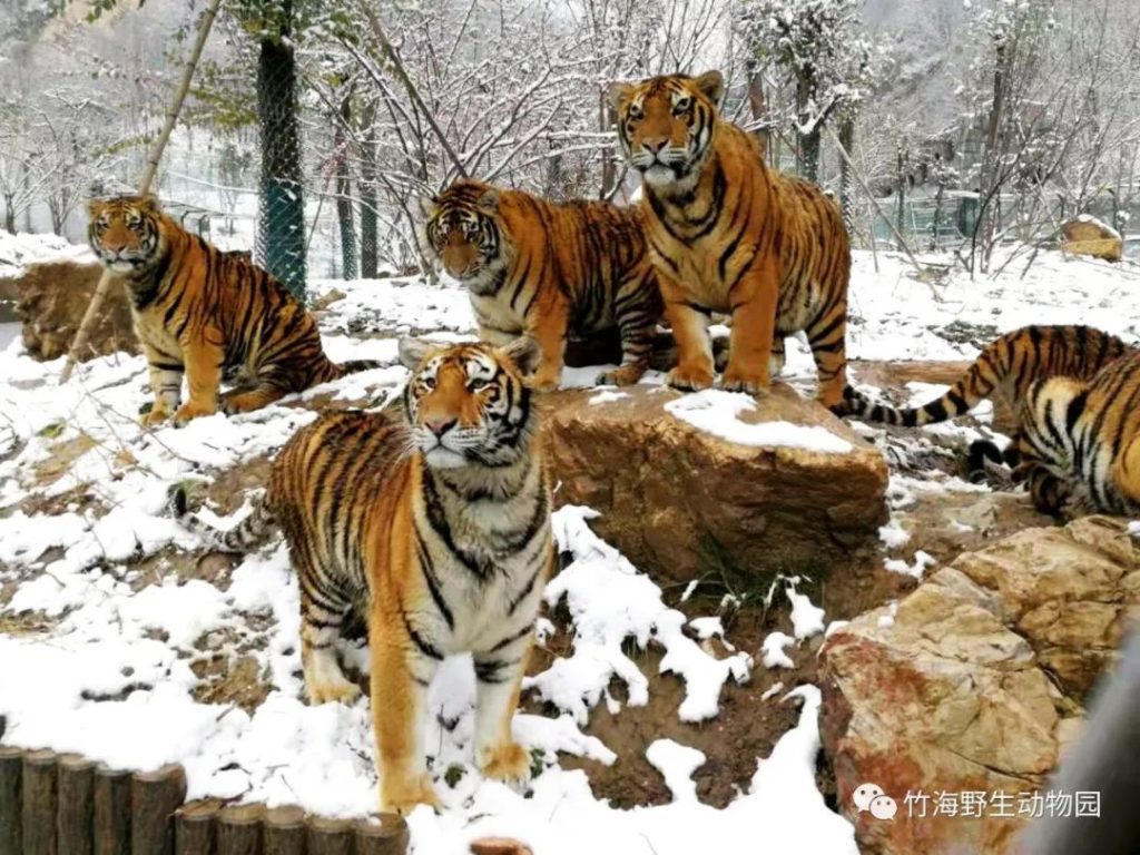 点击打开原图