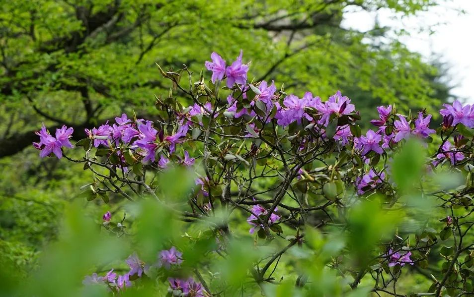 尧山旅游日来啦！每周三面向全国游客免门票