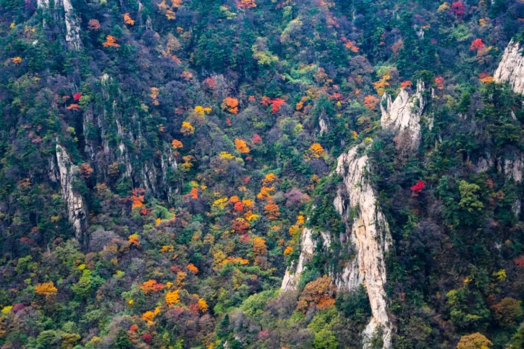 这个季节里，藏着你不知道的老君山-风光网视