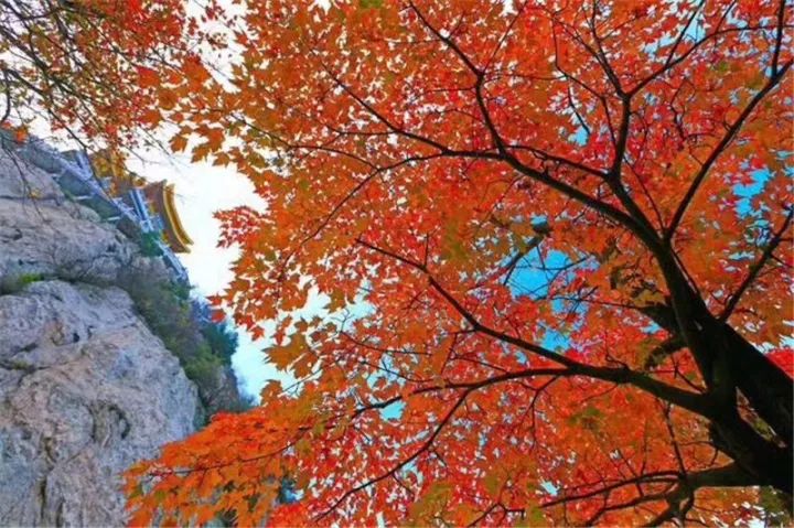 这个季节里，藏着你不知道的老君山-风光网视