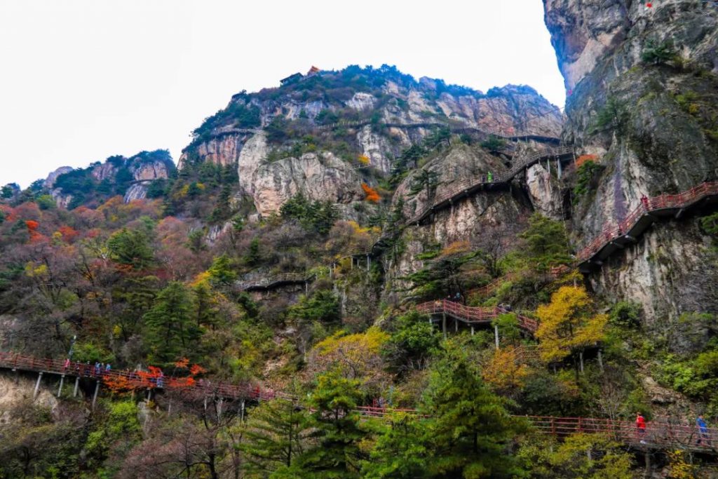 老君山景区红叶迎来游客观赏高峰期