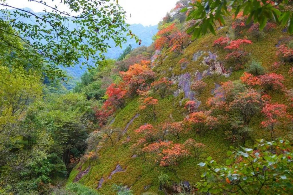 老君山景区红叶迎来游客观赏高峰期