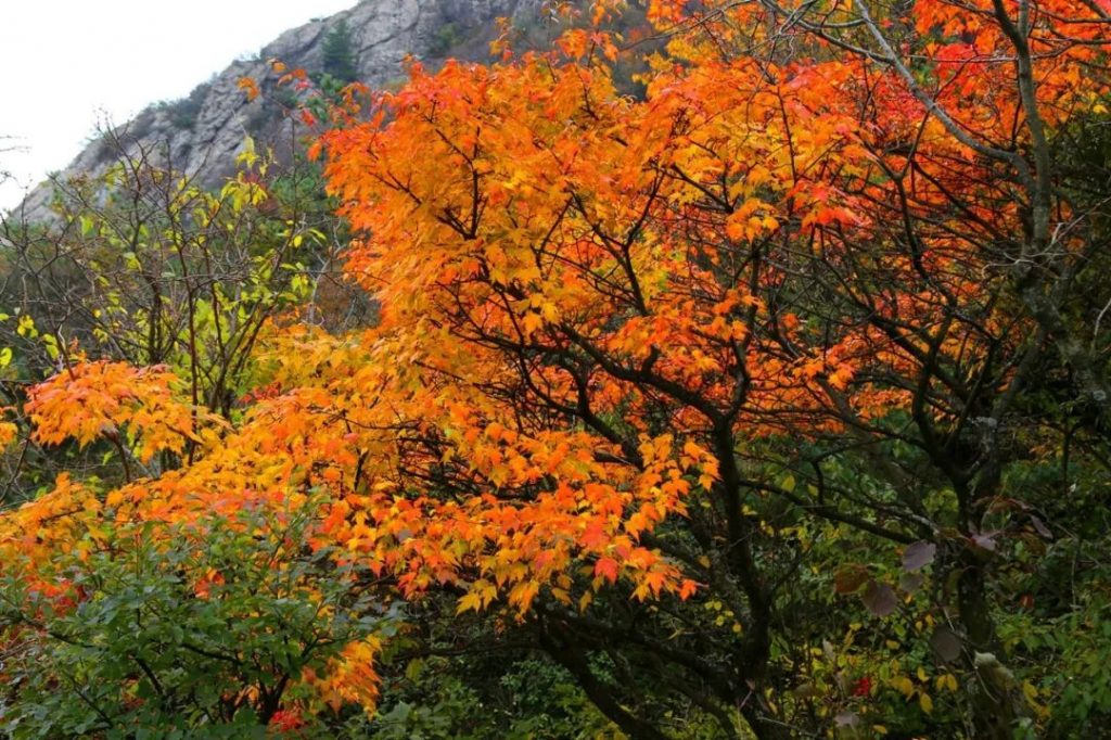 老君山景区红叶迎来游客观赏高峰期