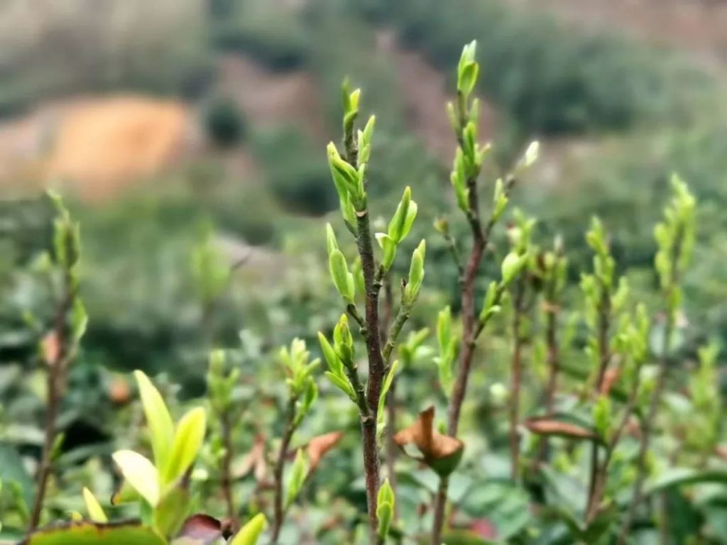 鸡公山茶文化（一）丨信阳毛尖创始人——甘以敬