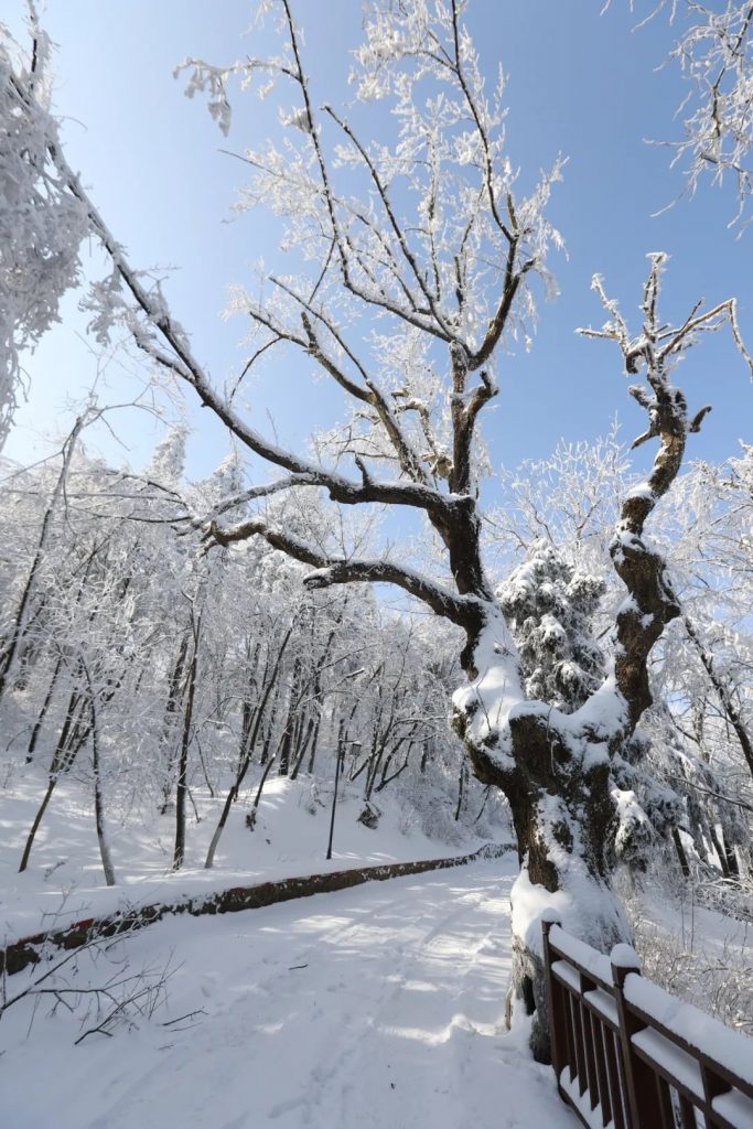 一场春雪，惊艳了鸡公山