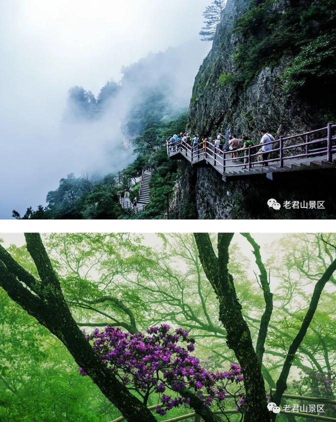 3·12丨守护绿色,为老君山添“彩” 3·12丨守护绿色,为老君山添“彩”