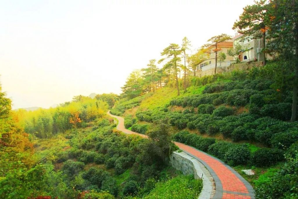 【行走河南·读懂中国】鸡公山茶文化（四）丨巴公与万里茶道