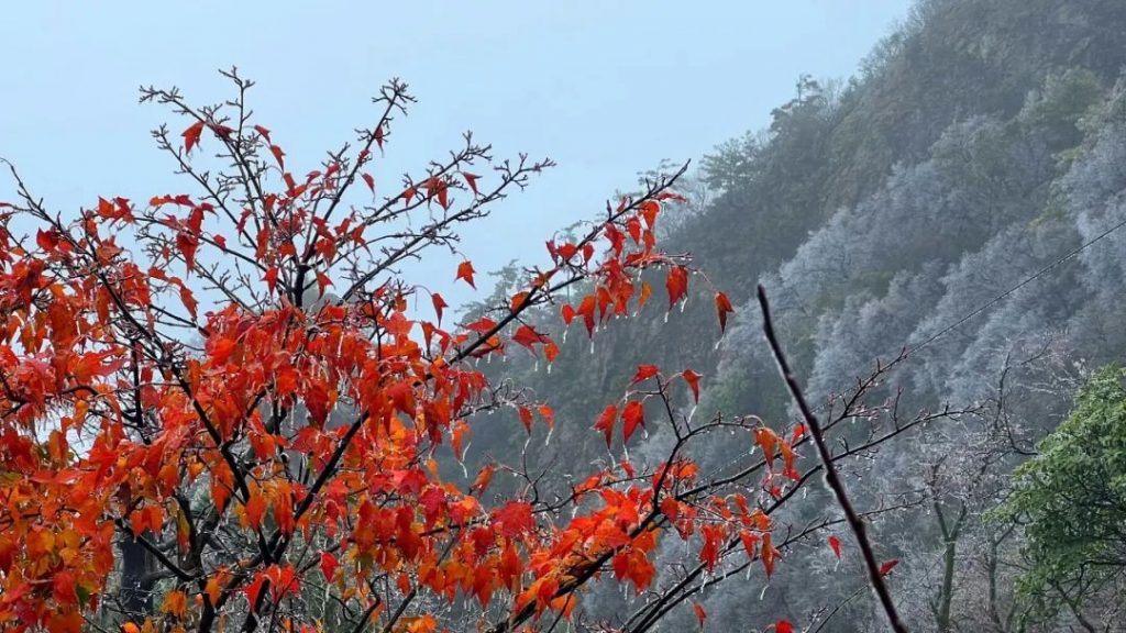 老君山2022年入秋第一场雪丨红叶雪景云海惊艳你的眼