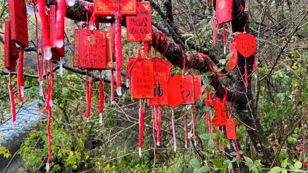 老君山2022年入秋第一场雪丨红叶雪景云海惊艳你的眼