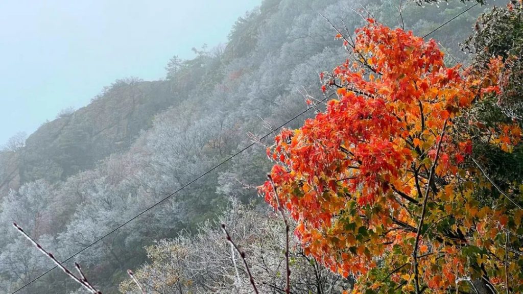 老君山2022年入秋第一场雪丨红叶雪景云海惊艳你的眼