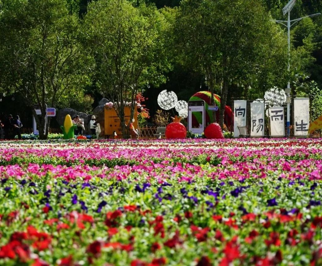 鸡冠洞：花开有时，送给妈妈的“花花世界”！