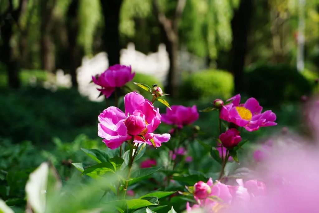 鸡冠洞：花开有时，送给妈妈的“花花世界”！