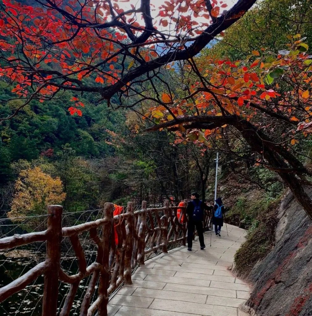 红叶or初雪？教你get老君山秋日满分美景！